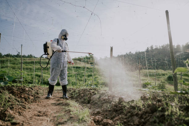 Best Ant Control Services  in Daisetta, TX