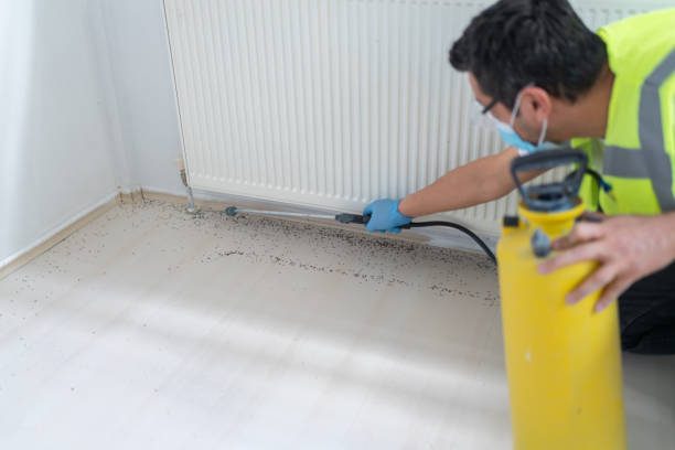Best Local Pest Control Services  in Daisetta, TX